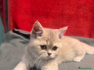 Británico de Pelo Corto gatos - Anuncio 4