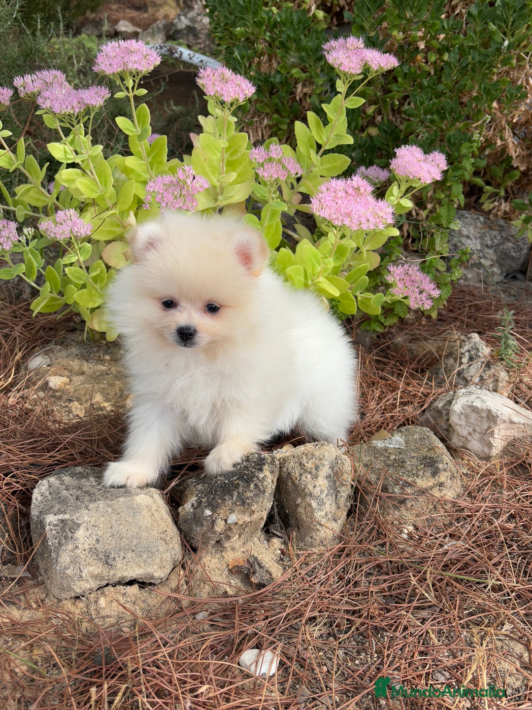 Pomerania perros en venta: Pomerania Macho disponible  - Imagen 4