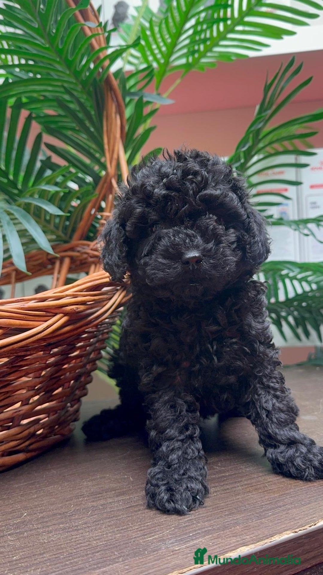 Caniche Toy perros en venta: CANICHE TOY MACHO - Anuncio 9