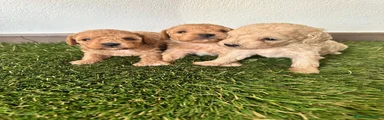 Caniche Toy 3 hembra más roja 