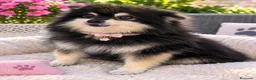 Pomerania perros en venta: Pomerania adopcion  - Anuncio 1