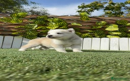 Husky Siberiano perros en venta: HUSKY - Imagen 8