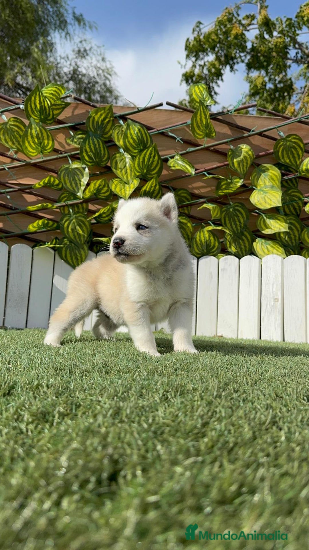 Husky Siberiano perros en venta: HUSKY - Imagen 8