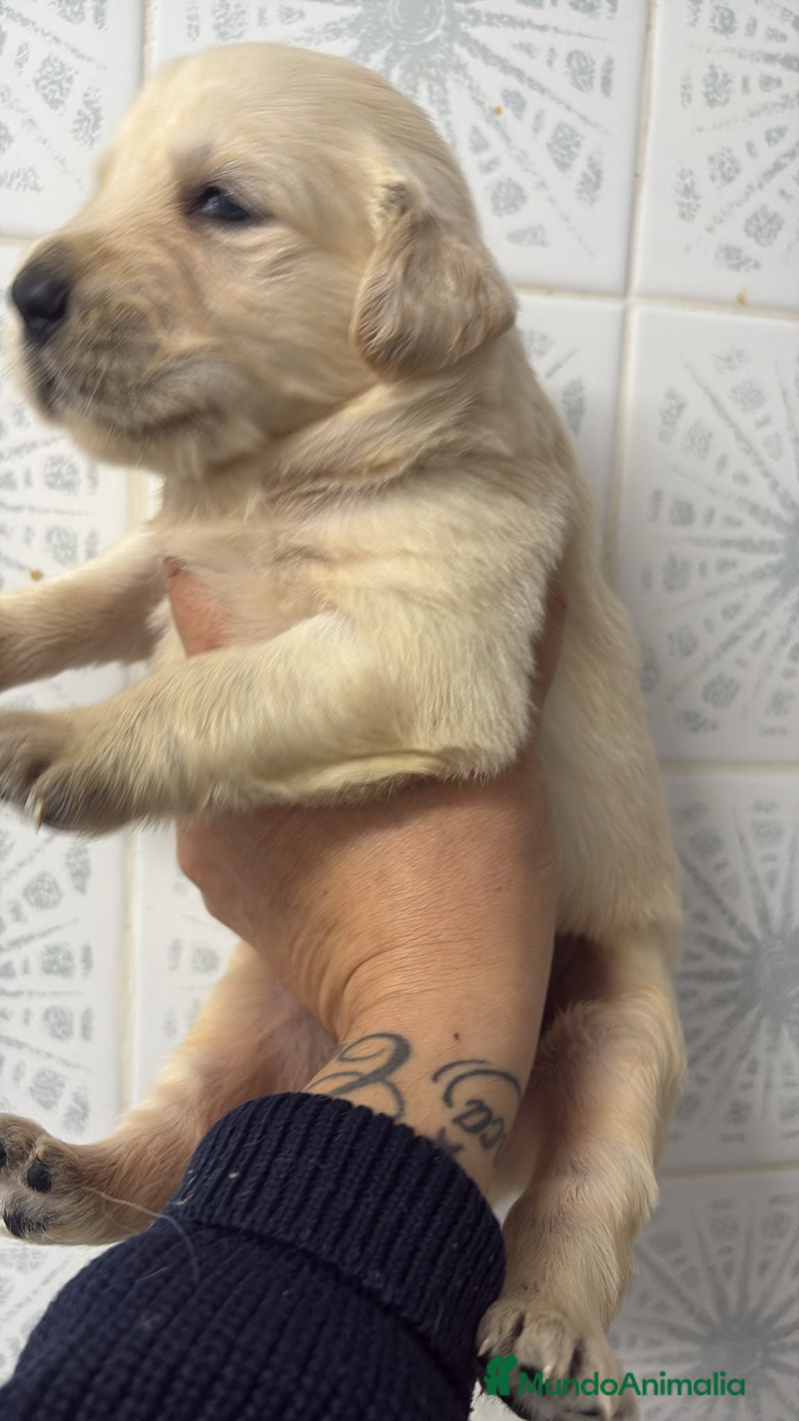 Golden Retriever perros Golden Retriever  - Anuncio 2