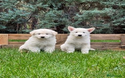 Pastor Blanco Suizo perros en venta: Pastor blanco suizo  - Imagen 2