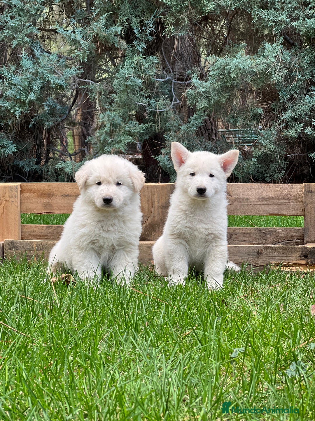 Pastor Blanco Suizo perros en venta: Pastor blanco suizo  - Imagen 2