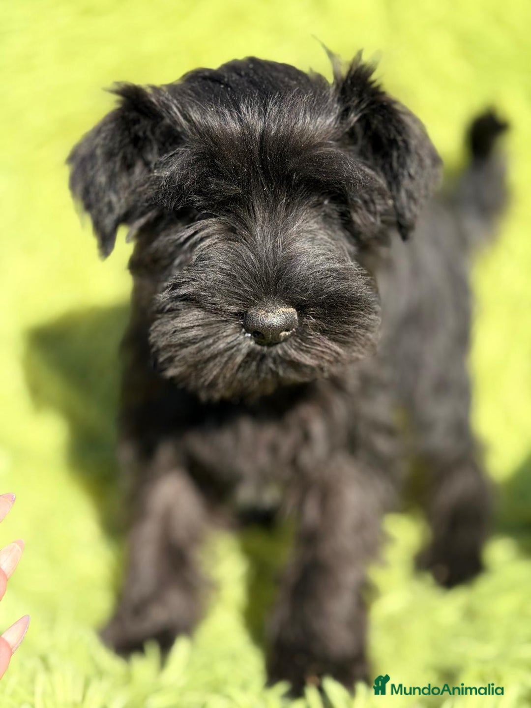 Schnauzer Miniatura perros en venta: SCHNAUZER MINIATURA NEGRO  - Anuncio 7