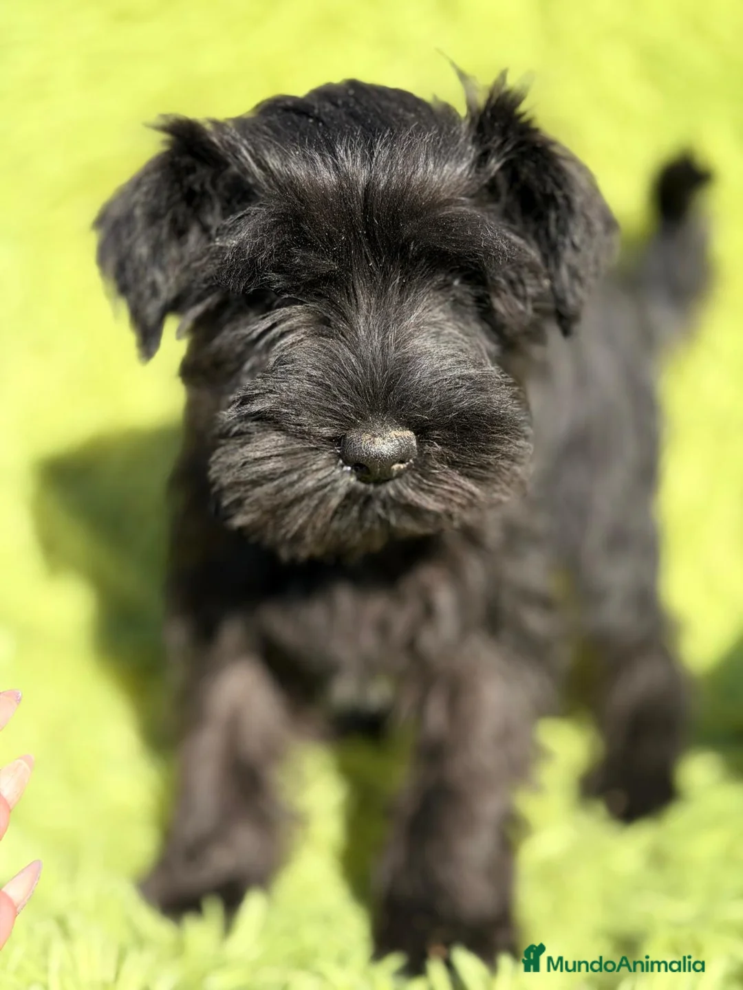 Schnauzer Miniatura perros en venta: SCHNAUZER MINIATURA NEGRO  - Anuncio 7
