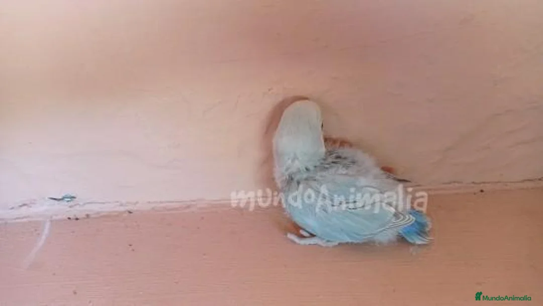 Imagen de galería {{count}}