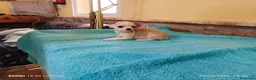 Chihuahua perros en venta: cachorritos chihuahua  - Anuncio 5