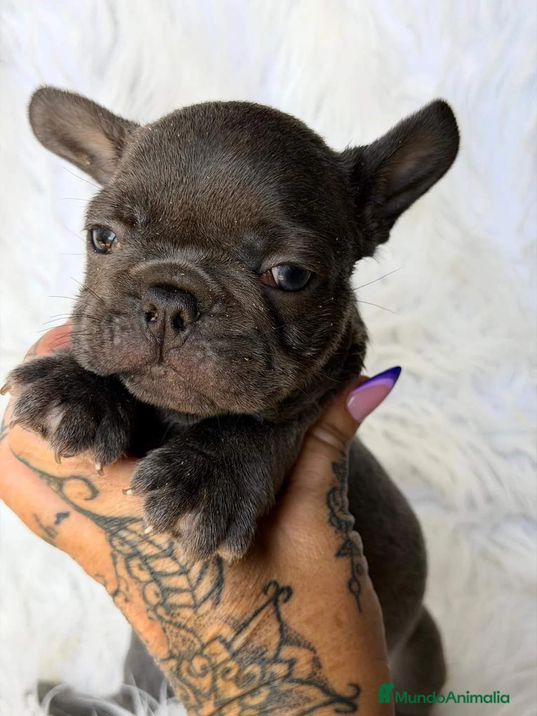 Bulldog Francés perros en venta: Macho bulldog frances 💙🐾 - Anuncio 1
