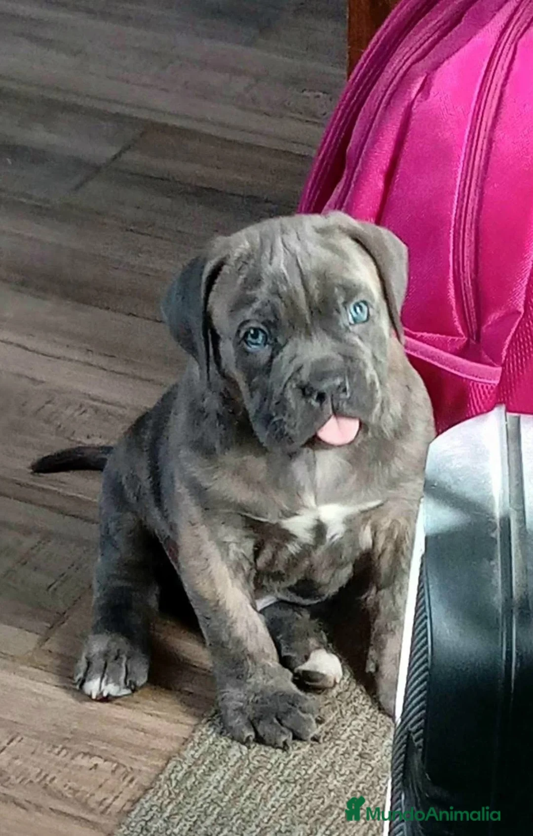 Cane Corso perros en venta: CANE CORSO , CACHORROS DE CALIDAD  en Sevilla - Anuncio 2