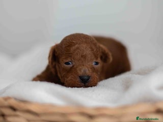 Caniche Toy perros - Anuncio 1