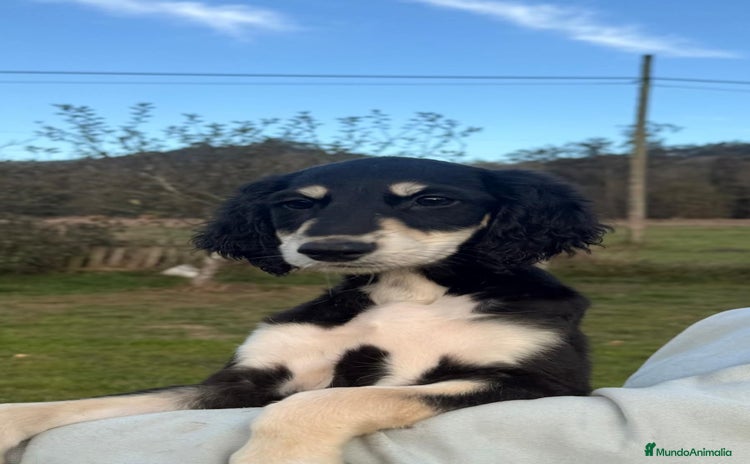 Saluki perros Camada de Salukis  - Anuncio 4