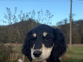 Saluki perros Camada de Salukis - Anuncio 4