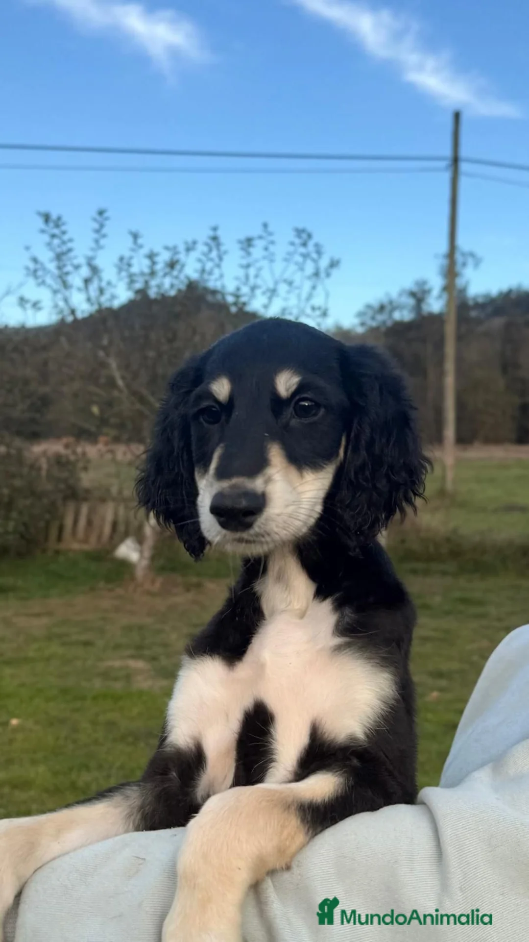 Saluki perros en venta: Camada de Salukis  - Anuncio 2