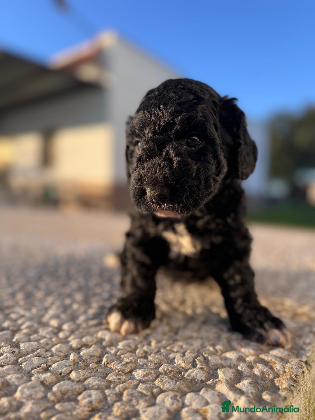 Perro de Agua Español perros en venta: PERRO DE AGUA HEMBRA RABONA - Anuncio 5