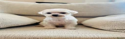 Bichón Maltés perros en venta: Bichon maltes hembra de nueve años - Anuncio 2
