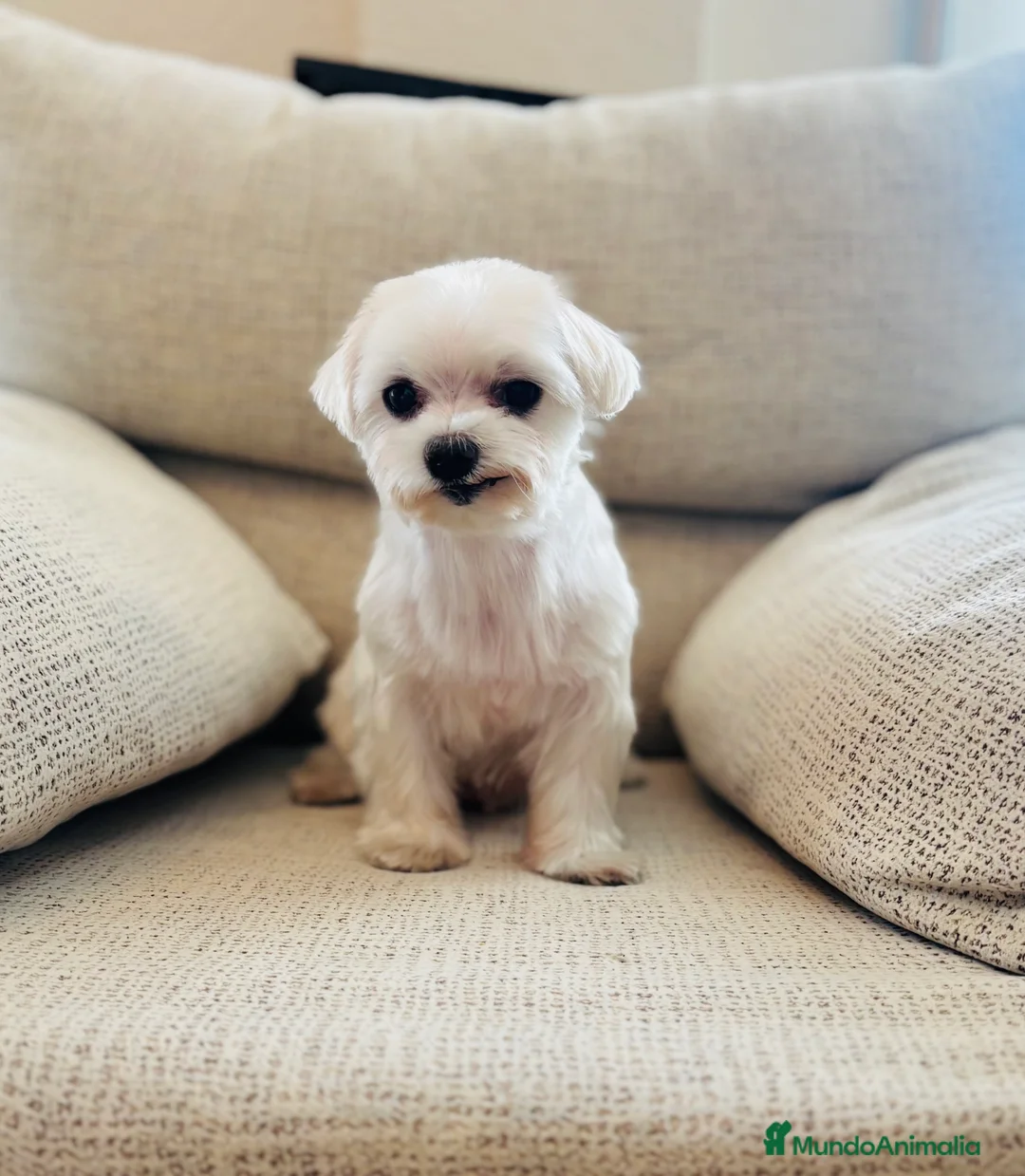 Bichón Maltés perros en venta: Bichon maltes hembra de nueve años - Anuncio 2