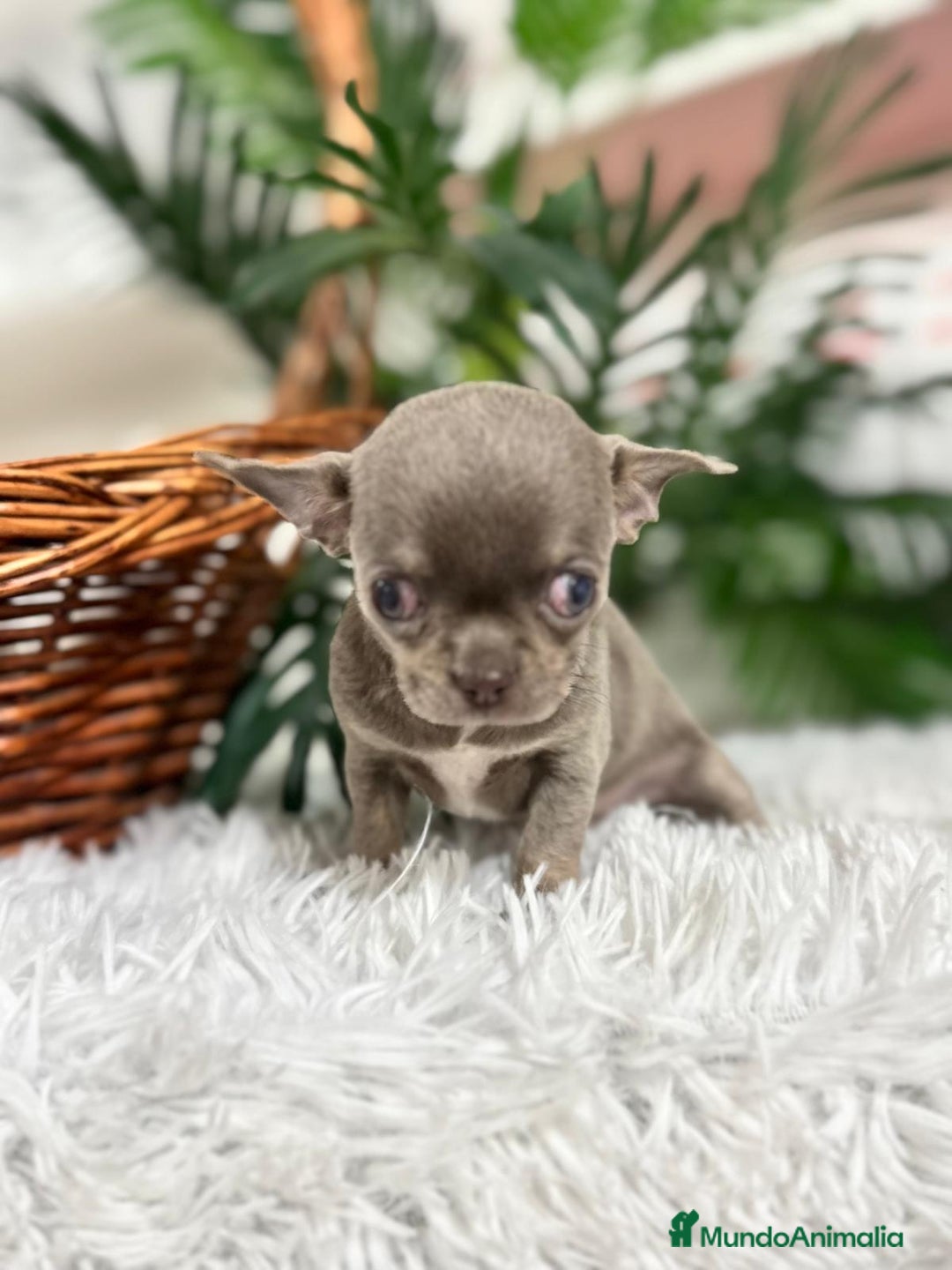 Chihuahua perros en venta: CHIHUAHUA HEMBRA LILAC AND TAN - Anuncio 10