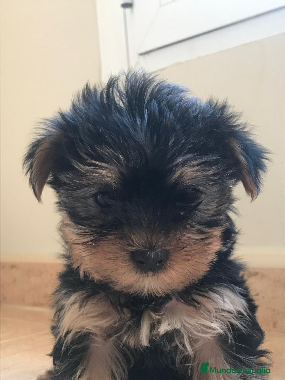 Yorkshire Terrier perros en venta: ////YORKSHIRE BARCELONA ////// - Anuncio 3