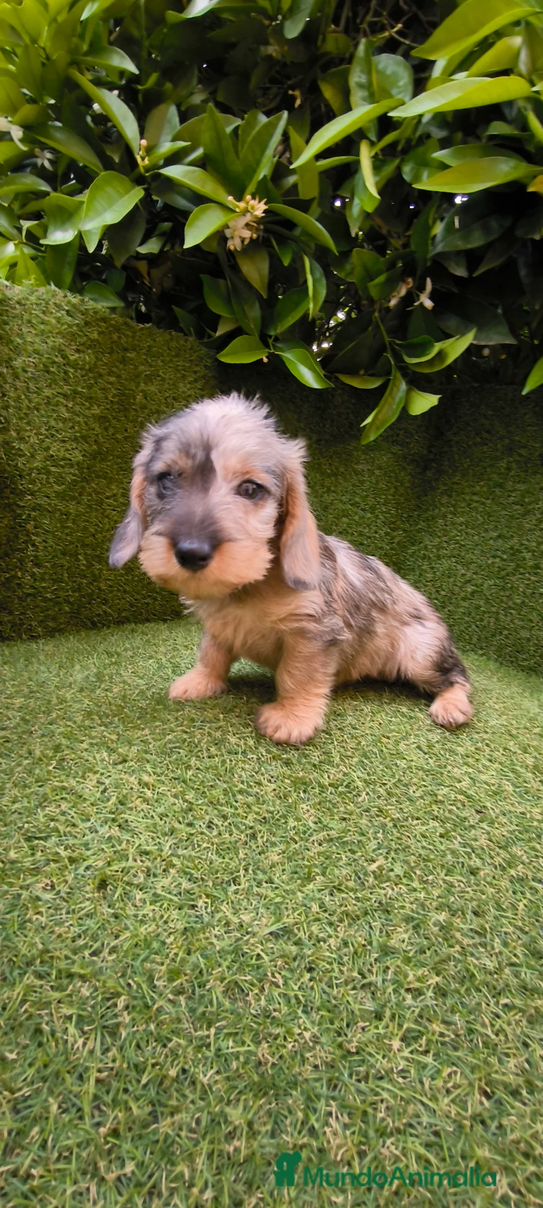 Teckel Miniatura perros en venta: teckel pelo largo  arlequin - Anuncio 1