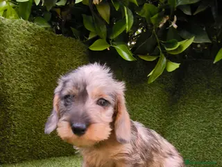 Teckel Miniatura perros teckel pelo largo arlequin - Anuncio 1