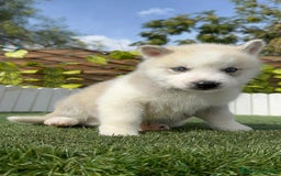 Husky Siberiano perros en venta: HUSKY SIBERIANO - Anuncio 10