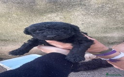 Perro de Agua Español perros en venta: PERRO DE AGUA ESPAÑOL - Anuncio 5