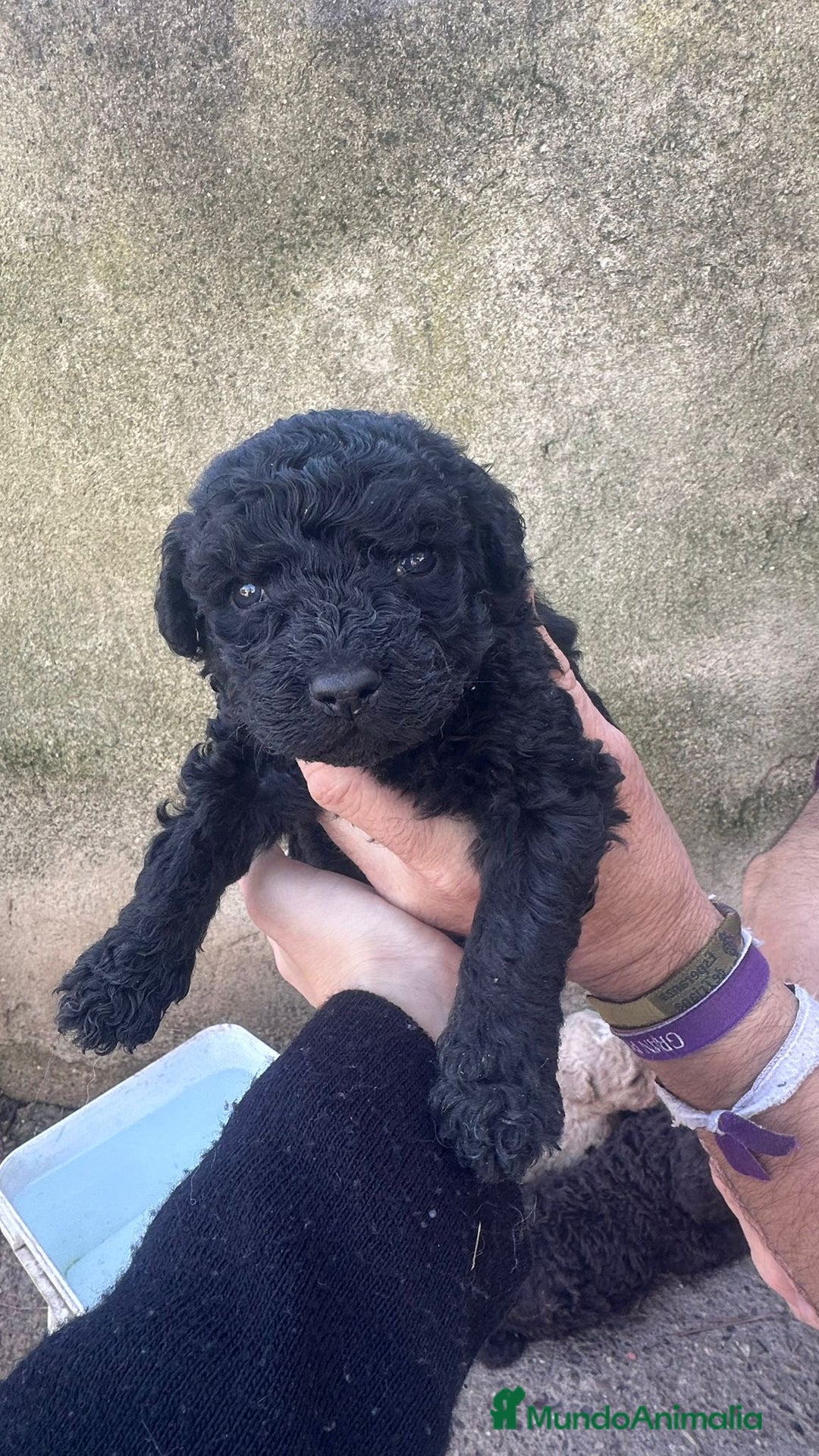 Perro de Agua Español perros en venta: PERRO DE AGUA ESPAÑOL - Anuncio 5