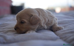 Maltipoo perros en venta: 🐾 Kepi y Harry – Maltipoo en sus primeros días ☁️ - Imagen 7