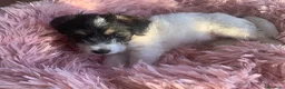 Jack Russell Terrier perros en venta: Preciosas hembras de Jack Russell Terrier Broken - Anuncio 6