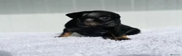 Bulldog Francés perros en venta: Bulldog frances Exotic - Anuncio 4