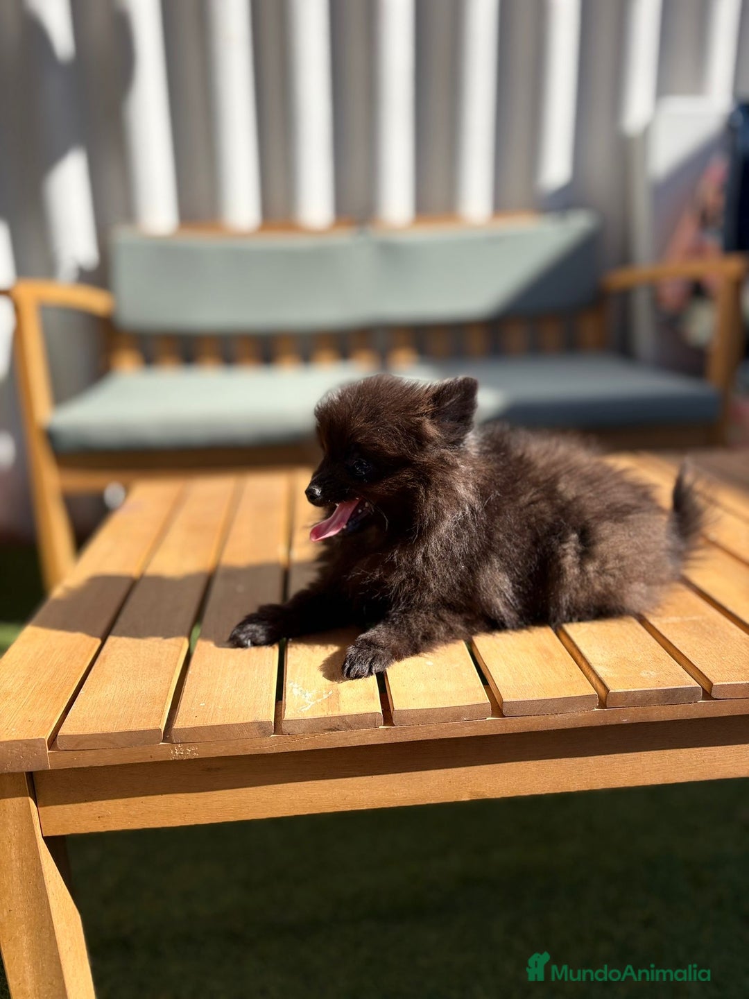 Pomerania perros en venta: Lulu pomerania MICRO TOY  - Imagen 13