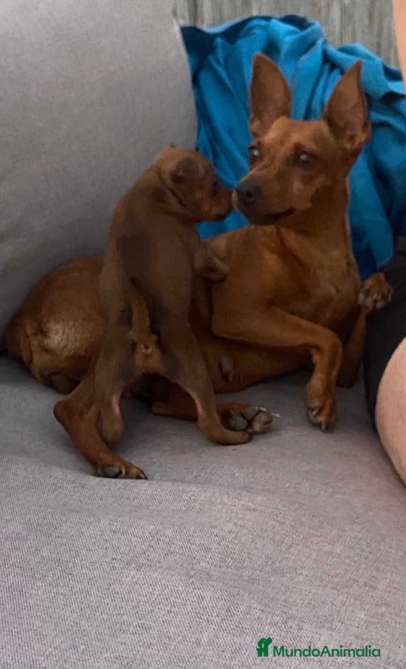 Pinscher Miniatura perros Pinscher miniatura  - Anuncio 1