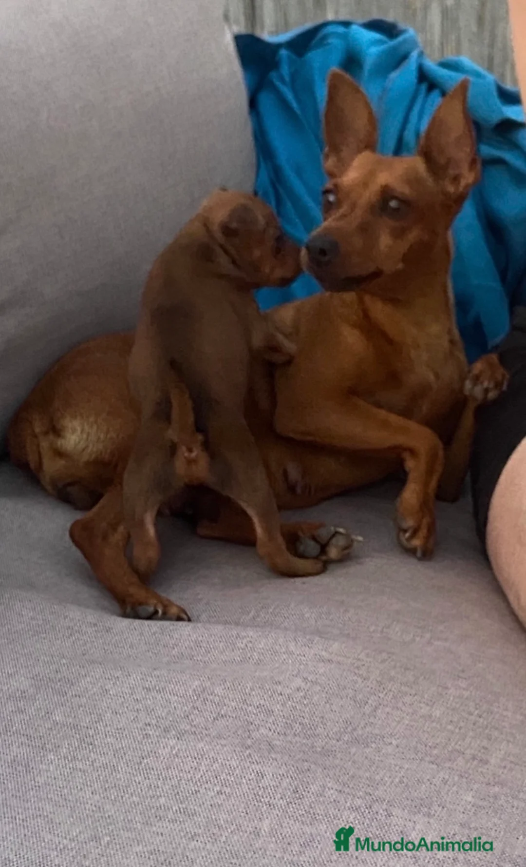 Pinscher Miniatura perros en venta: Pinscher miniatura  - Anuncio 1