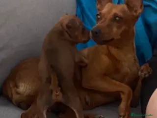 Pinscher Miniatura perros Pinscher miniatura - Anuncio 1