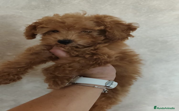 Caniche Toy perros - Anuncio 1