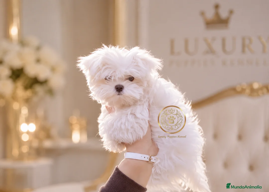 Bichón Maltés perros en venta: Bichon maltes  coreano - Anuncio 1