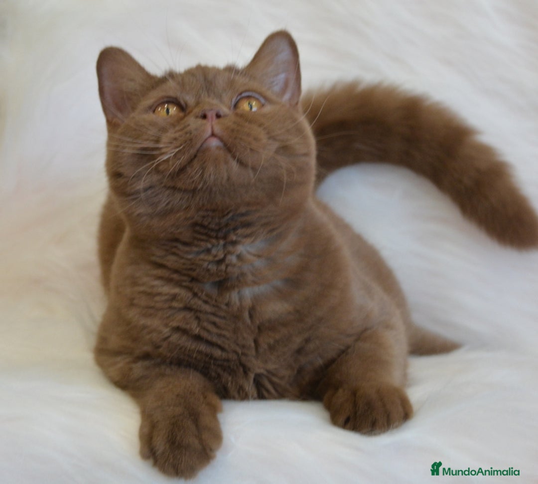 Británico de Pelo Largo gatos en venta: Gatitos britanicos pelo largo - Anuncio 2