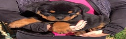 Rottweiler perros en venta: ROTTWEILER CACHORROS DISPONIBLES - Anuncio 5