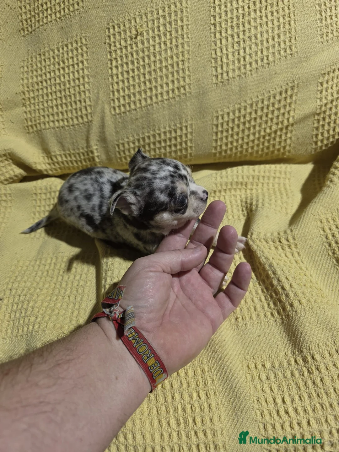 Chihuahua perros en venta: Chihuahua disponible  en Barcelona - Anuncio 7