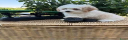 Maltipoo perros en venta: Maltipoo listos para conocer a sus nuevas familias - Anuncio 9