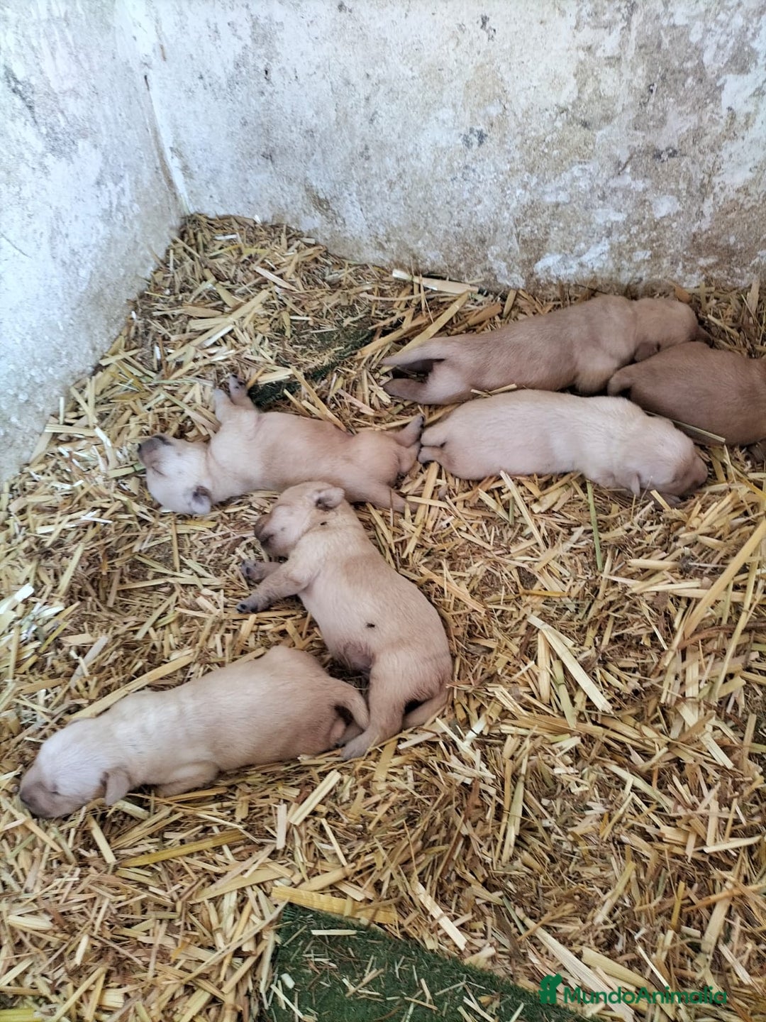 Labrador Retriever perros en venta: Labrador retriever  - Imagen 4