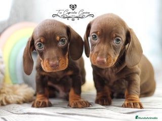 Teckel perros en Cantabria - Anuncio 13