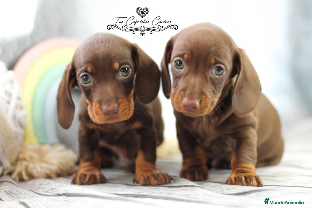 Teckel perros en venta: TECKEL COLOR CHOCOLATE  en Cantabria - Anuncio 1