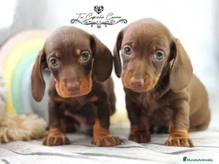 Teckel perros TECKEL COLOR CHOCOLATE en Cantabria - Anuncio 1