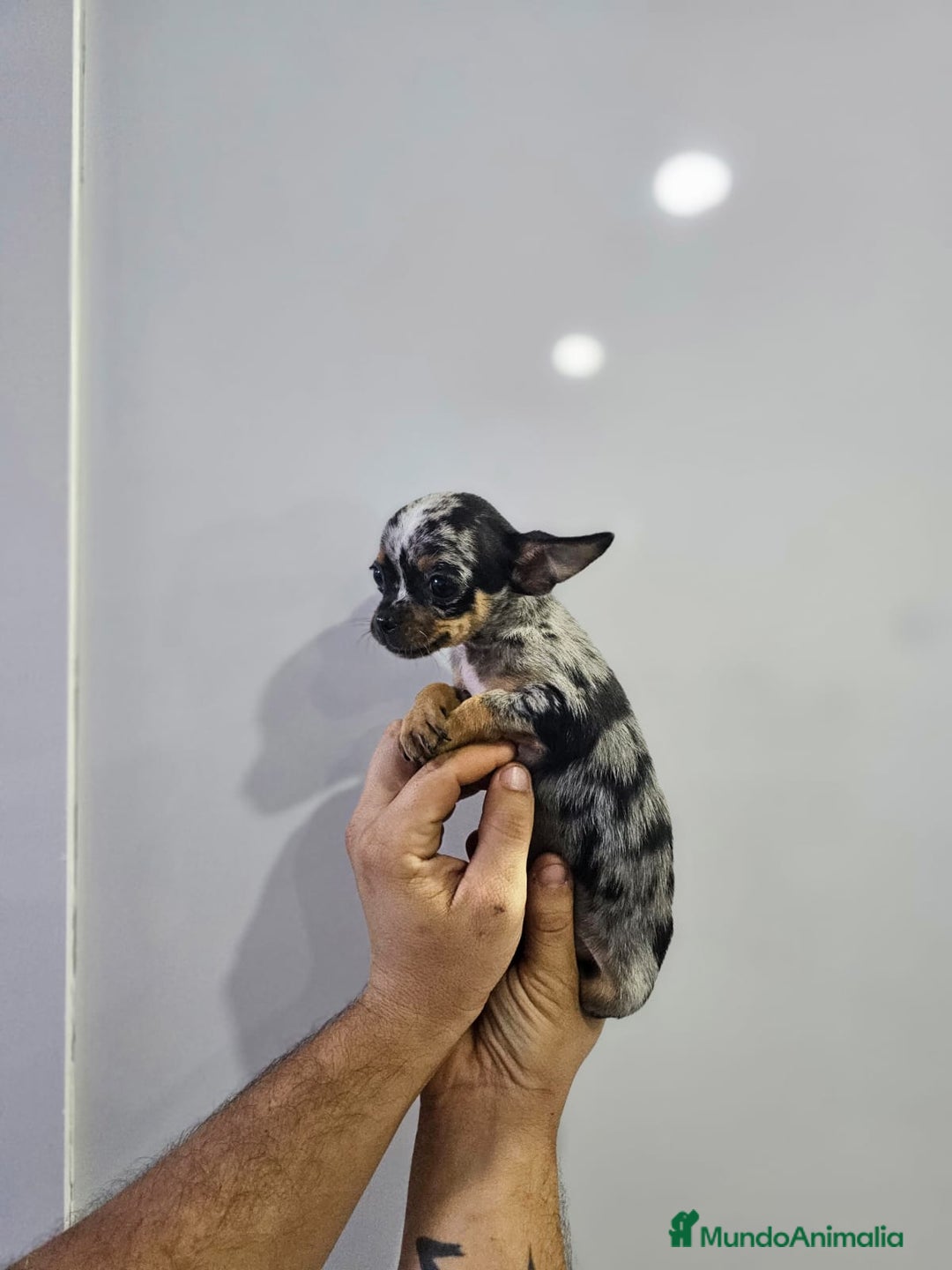 Chihuahua perros en venta: Increíbles chihuahuas toy merles - Imagen 13