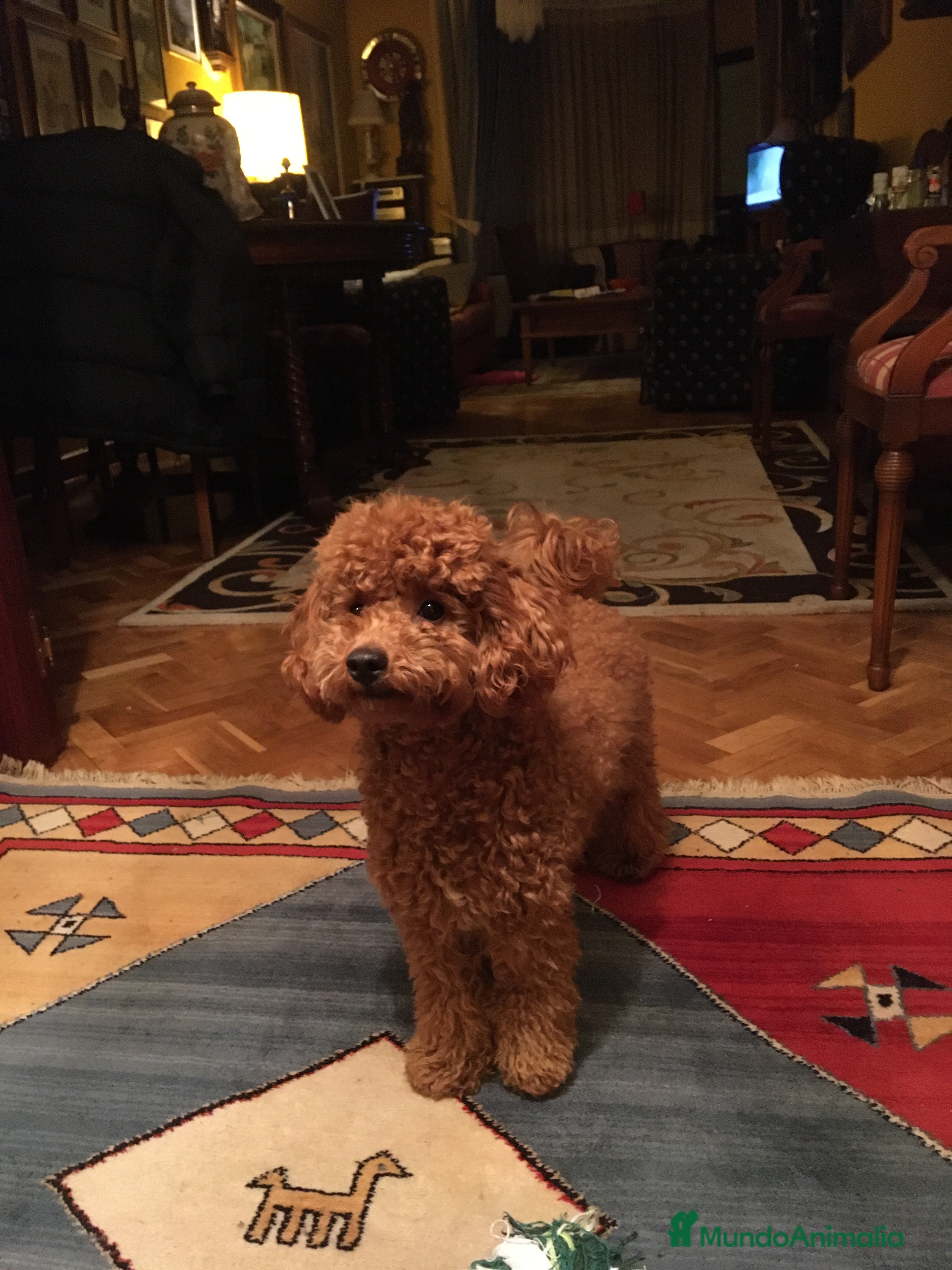 Caniche Toy perros Venta de caniche toy - Anuncio 1