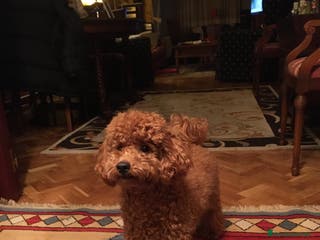 Caniche Toy perros Venta de caniche toy - Anuncio 1